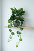 Trailing artificial devil's ivy with variegated leaves, 60cm