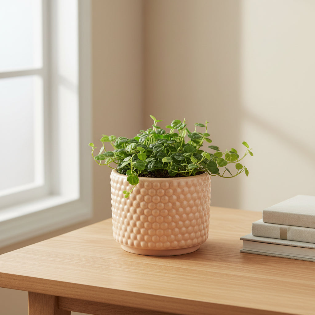Peach-glazed dotted ceramic pot planted with trailing greenery on a pale oak desk
