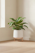 Ribbed white ceramic planter on copper legs holding a leafy plant in a sunlit corner
